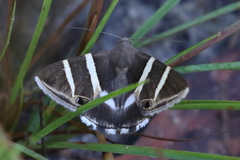 Grammodes oculicola