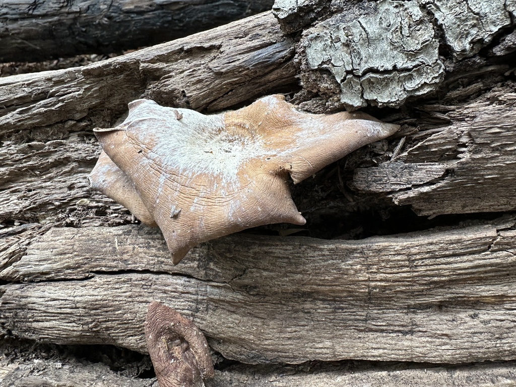 Panus conchatus · March 2026 · photo: © heatherliz (iNaturalist, cc0)