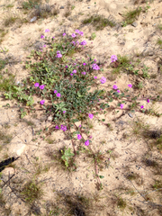 Abronia gracilis