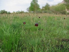Fritillaria meleagroides