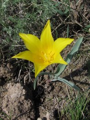Tulipa altaica