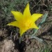 Tulipa altaica - Photo (c) Aleksandr Ebel, some rights reserved (CC BY-NC), uploaded by Aleksandr Ebel