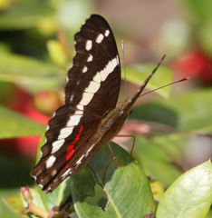 Anartia fatima fatima
