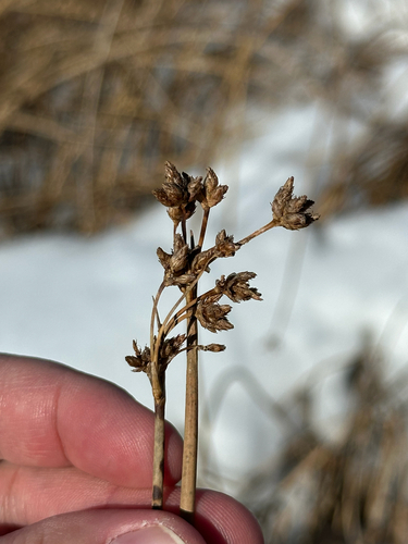 hardstem bulrush (Schoenoplectus acutus)