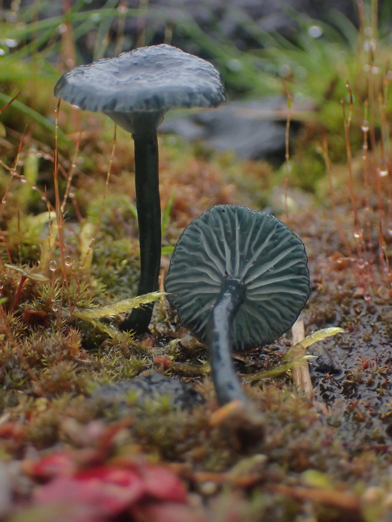 Arrhenia chlorocyanea · March 2026 · photo: © dgwdoesthings (iNaturalist, cc0)