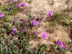 Abronia gracilis
