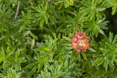 Kunzea ambigua