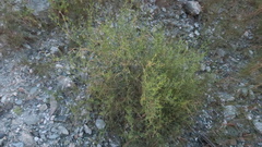 Zygophyllum indicum