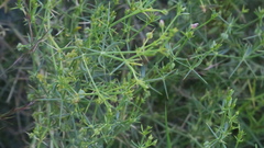 Zygophyllum indicum