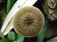 Pluteus thomsonii