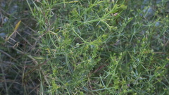 Zygophyllum indicum