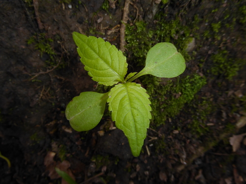 small balsam (Impatiens parviflora)