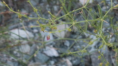 Zygophyllum indicum