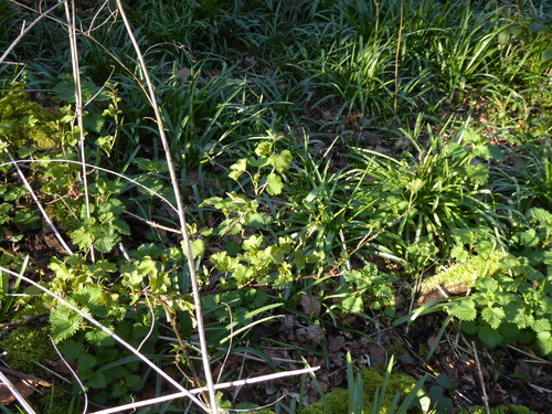 Ribes rubrum