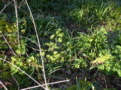 Ribes rubrum