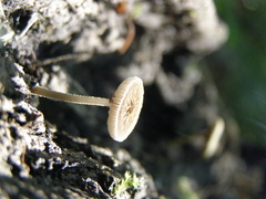 Pluteus thomsonii