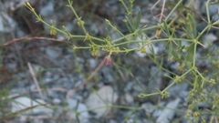 Zygophyllum indicum
