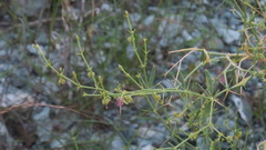 Zygophyllum indicum