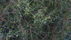 Zygophyllum indicum