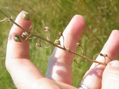 Trachyandra asperata