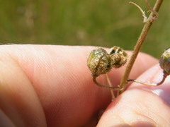 Trachyandra asperata