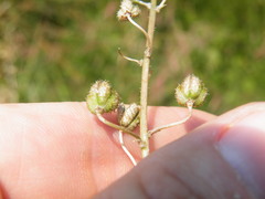 Trachyandra asperata