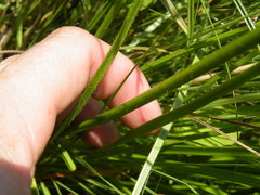 Trachyandra asperata