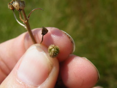 Trachyandra asperata