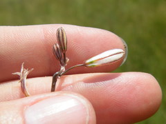 Trachyandra asperata