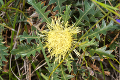 Banksia armata