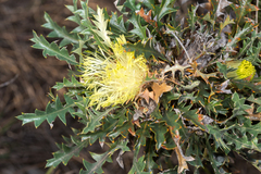 Banksia armata