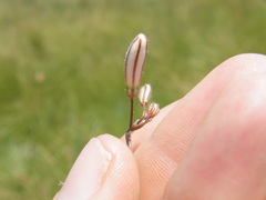 Trachyandra asperata