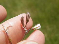 Trachyandra asperata