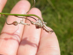 Trachyandra asperata