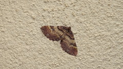 Earophila badiata