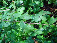 Rubus sciocharis