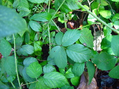 Rubus sciocharis