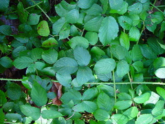 Rubus sciocharis