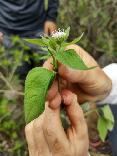 Lagascea mollis observed 2026-03-17