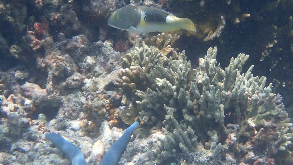 Anchor trunkfish (Choerodon anchorago)