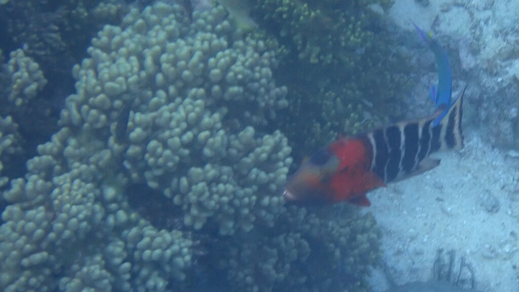 Banded Maori (Cheilinus fasciatus)