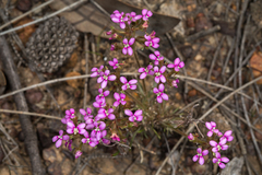 Stylidium leptophyllum