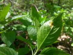 Melampsora rostrupii