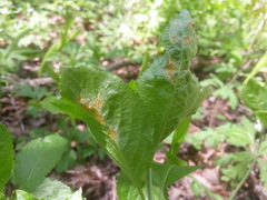 Melampsora rostrupii