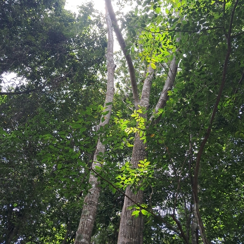 Foto de Guanandi