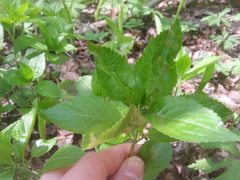 Melampsora rostrupii