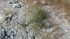 Haloxylon salicornicum