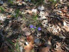 Ruellia taboleirana