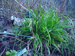 Carex pendula