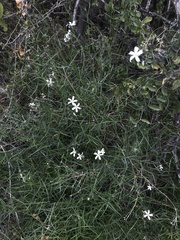 Phlox tenuifolia